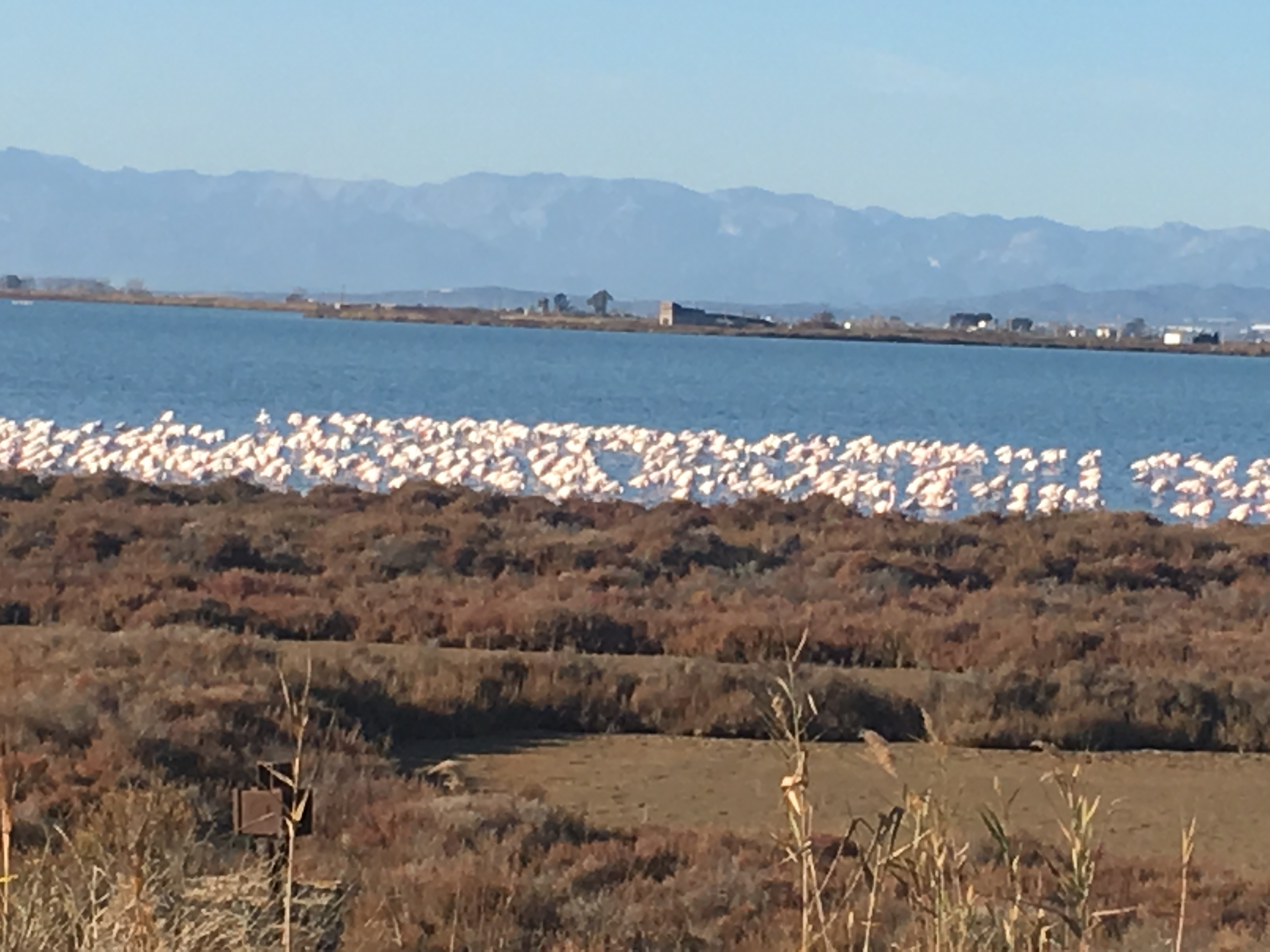 De flamingos in de delta