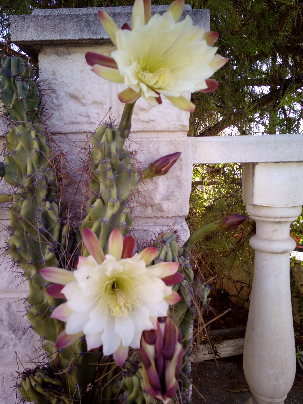 Onze trots, de cactus in bloei